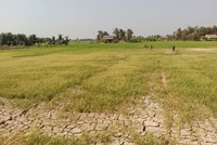 Phó thủ tướng lưu ý theo dõi xuất khẩu gạo trong lúc hạn hán, xâm nhập mặn