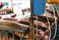 Hàng trăm con heo bị tiêm thuốc an thần và bơm nước trước khi giết mổ
