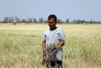 Cánh đồng lúa mất trắng ở Bạc Liêu do hạn hán và xâm nhập mặn. (Ảnh: Nguyễn Thanh Liêm/TTXVN)