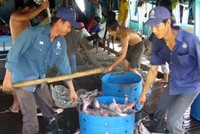 Giá cá tra tăng cao, người dân phấn khởi.