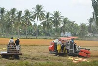 Tỷ lệ thất thoát sau thu hoạch ở ĐBSCL có thể từ 10 – 12%/ mùa vụ.