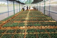 Hỗ trợ doanh nghiệp đầu tư nghiên cứu, phát triển giống cây trồng mới