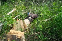 (Ảnh minh họa: Hoài Nam/TTXVN)