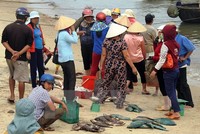 Người dân đang rất lo lắng khi những ngày gần đây cá chết bất thường không rõ nguyên nhân. (Ảnh: Trần Tĩnh/TTXVN)