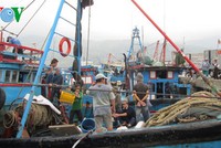 Ngư dân miền Trung điêu đứng vì hiện tượng cá chết hàng loạt