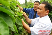 Trồng hoa thiên lý thu nhập cao gấp 3 - 4 lần các loại rau màu khác