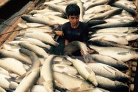 Cá chết hàng loạt tại một hộ nuôi cá lồng trên sông Bưởi. (Ảnh: Trịnh Duy Hưng/TTXVN)