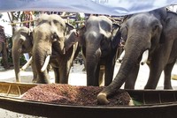 Cà phê voi trở thành đặc sản do chế biến phức tạp và đòi hỏi phải có bầy voi lớn - Ảnh: vove.com.vn