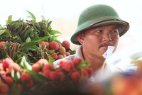 Bán vải cho Trung Quốc được giá cao hơn, nhưng người dân cũng bị trừ cân, ép giá đủ đường. Ảnh: Ngọc Thành