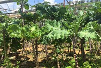 Cận cảnh giống cải “khổng lồ” hấp dẫn người tiêu dùng