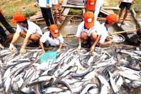 Theo các chuyên gia, việc cấp khống hơn 800 sản phẩm trong lĩnh thủy sản sẽ tác động xấu tới ngành thủy sản. Ảnh minh họa