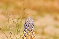 5 “thần dược” giá bình dân bổ như nhân sâm