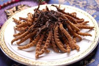 Đông trùng hạ thảo Tây Tạng đang có giá bán trên thị trường lên đến 1,6 tỷ đồng/kg