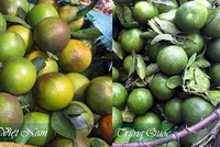 Dân Hà Nội “ăn quả lừa” vì cam Tàu đội lốt cam Việt Nam