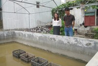 Mô hình nuôi trai nước ngọt lấy ngọc được thực hiện tại Ninh Bình từ năm 2013