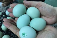 Thời gian gần đây trên thị trường xuất hiện loại trứng có vỏ màu xanh da trời siêu lạ