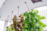 Vườn rau được treo ngược trên trần nhà