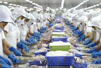 VHC: Giá cổ phiếu tăng cao, Red River Holding muốn bán toàn bộ cổ phiếu VHC