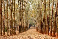 Những mùa thay lá quyến rũ nhất Việt Nam