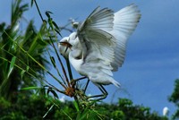 Du lịch Cần Thơ có gì khiến du khách mê mẩn?