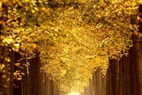 Ngân hạnh (ginkgo tree), hay còn gọi là cây bạch quả, rẻ quạt là loài cây đặc trưng của mùa thu Bắc Kinh. Dưới đây là những tấm hình ghi lại vẻ đẹp lộng lẫy của hàng cây trong tiết trời thu đầy nắng và gió tại một đồn điền ở Zhanggezhuang, quận Changping, Bắc Kinh, Trung Quốc hôm 13/10.