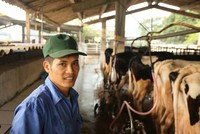 Nhờ bò sữa mà các hộ dân nơi đây đổi đời, trở thành tỷ phú với thu nhập trung bình mỗi hộ 35-40 triệu đồng/tháng