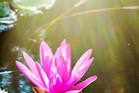 Hoa súng suối Yến. Ảnh: Trung Đỗ Thành