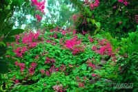 Rực hồng mùa tigon núi Sam