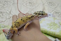 Giới trẻ bỏ tiền triệu thi nhau nuôi thằn lằn