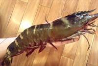 Tôm sú cụ đánh bắt ngoài biển đang là hàng hot vào dịp cận Tết