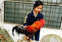 Gà 'huyền thoại' 50 triệu một con, đại gia lùng mua cúng Tết