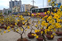 Rất nhiều cây mai vàng đã bung nở khi tết Nguyên Đán Đinh Dậu 2017 còn cách hơn 20 ngày nữa