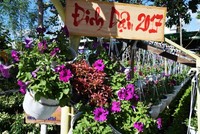 Du khách đi xe điện tham quan làng hoa lớn nhất miền Tây