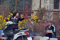 2 triệu đồng một cây đào thất thốn, khách không buồn mặc cả