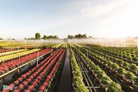 Đi đâu gần TP.HCM 2-3 ngày dịp Tết