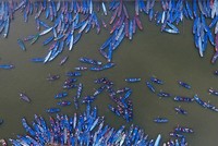 Khoảnh khắc ấn tượng chùa Hương ngày khai hội