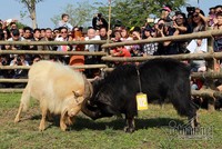 Độc đáo hội chọi dê, thắng thua không vào lò mổ ở Hà Nội