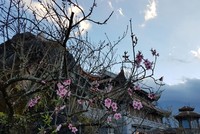 Đến “thành phố trên mây” ngắm muôn sắc đào đua nở