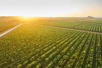 Khu vực trồng cây đàn hương của TFS tại Kununurra. Ảnh: TFS