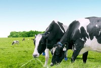 Tỷ phú Thái Lan tiếp tục mua vào cổ phiếu VNM