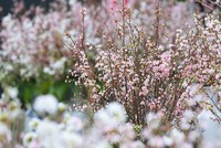 Hoa anh đào Nhật Bản khoe sắc bên Hồ Gươm