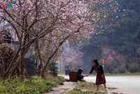 Ngẩn ngơ trước cảnh đào muộn bung nở ở Hà Giang