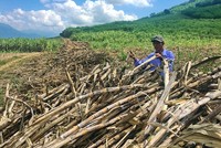 Hàng ngàn tấn mía của người dân đã thu hoạch, phơi ngoài đồng không được thu mua gây hao hụt. Trong ảnh: người dân thị xã Ninh Hòa buồn bã vì mía thu hoạch không được thu mua - Ảnh: Tr.Tân