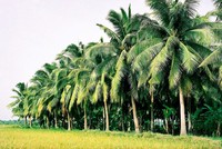 Về thăm Bến Tre, du khách đi đâu cũng thấy những rặng dừa cao vút.