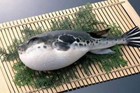 Nghệ thuật chế biến cá nóc độc ở Nhật