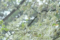 Cây sưa nở hoa đẹp trên đường phố Hà Nội vào tháng 3. Ảnh: G.T.