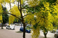 Tháng 5, Hà Nội mê mải sắc vàng muồng hoàng yến