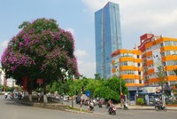 Mùa hoa tím trên khắp phố phường Hà Nội