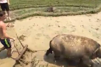 Khách Tây cởi trần cuốc đất, cho trâu đi bừa tại Mù Cang Chải