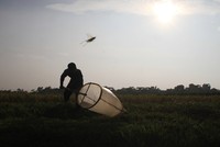 Người Hà Nội đổ mồ hôi bắt châu chấu